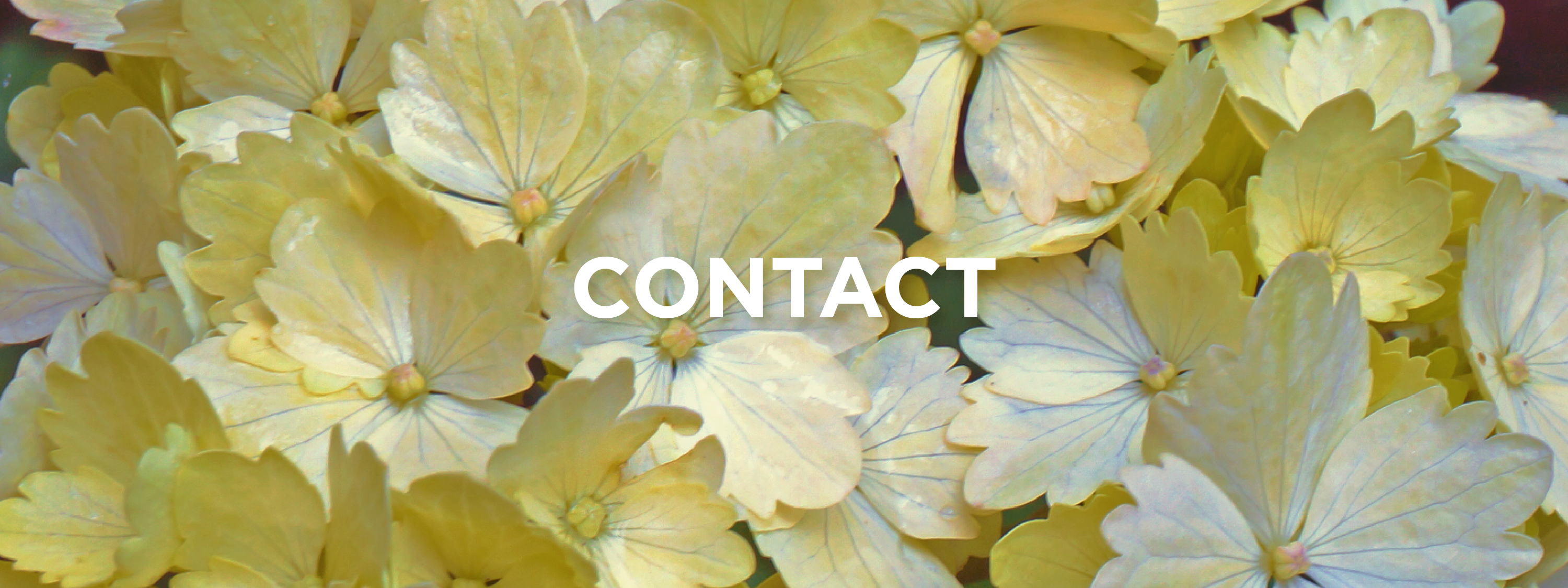 contact banner image